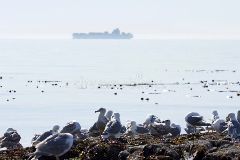 Glaucus-winged seagulls congregate on the rocks at low tide while a container ship passes in the straits behind in brilliant sun, Juan de Fuca Strait, Vancouver Island, British Columbia