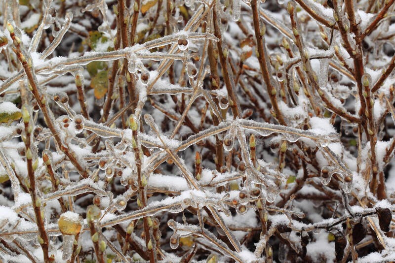 Glazed frost stock image. Image of bush, abstract, branch - 47560469