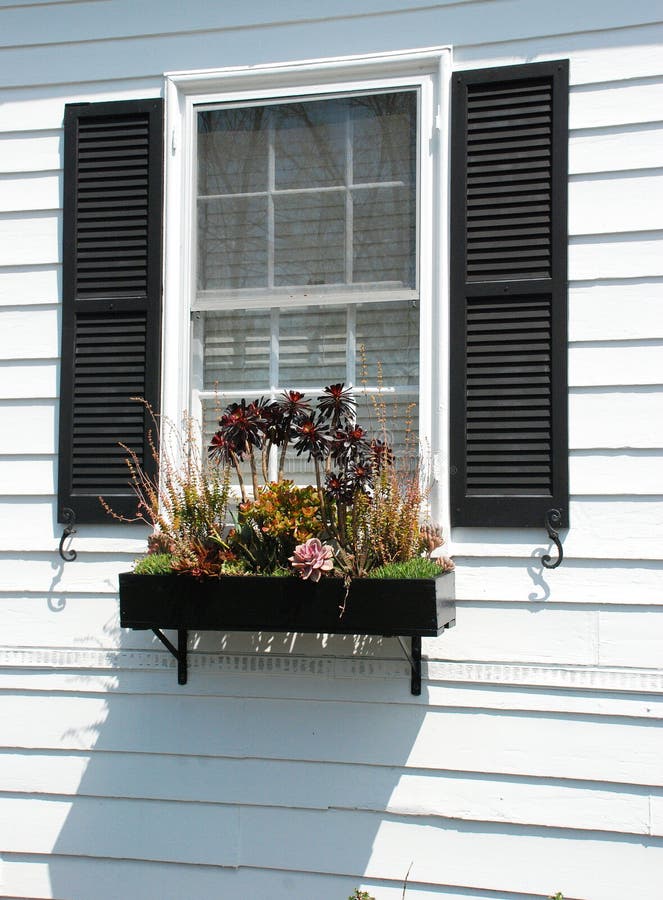 Dark burgundy succulents, also know as Black Rose, Black Beauty, Black Tree Aeonium, Aeonium arboreum Zwartkop. The hose has white wood siding and black shutters. Dark burgundy succulents, also know as Black Rose, Black Beauty, Black Tree Aeonium, Aeonium arboreum Zwartkop. The hose has white wood siding and black shutters.