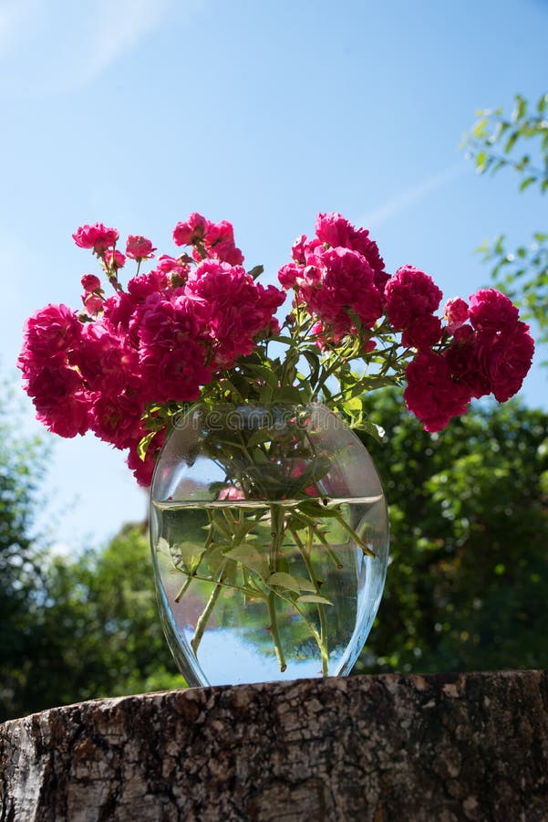 Glazen Met Roze Struiken Op Een Boomstam in De Tuin Stock Afbeelding - Image of bladeren, 231029239