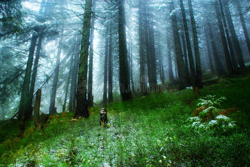 La luce risplende nella foresta verde con pelliccia-alberi dopo la prima neve.