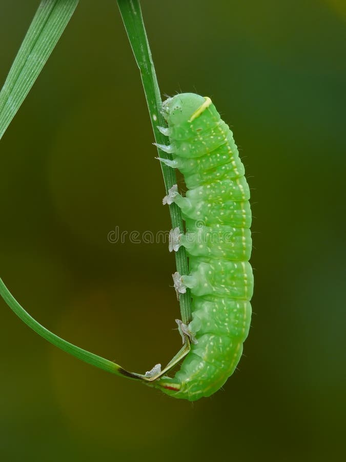 Gleiskettenfahrzeug lizenzfreie stockfotografie Gleiskettenfahrzeug lizenzfreie stockfotografie