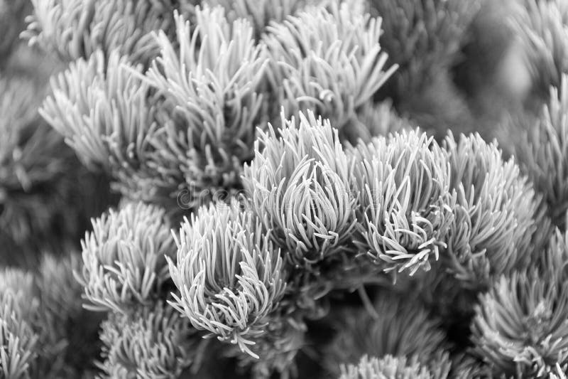 Gli aghi attillati si chiudono su struttura naturale Umore di Natale per aroma Aghi dell'albero di abete sui rami Filiale dell'al immagini stock libere da diritti Gli aghi attillati si chiudono su struttura naturale Umore di Natale per aroma Aghi dell'albero di abete sui rami Filiale dell'al immagini stock libere da diritti