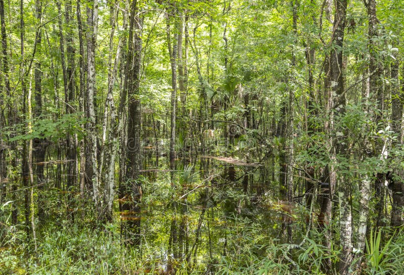 Gli alberi calvi che riflettono nell'acqua in una Florida inondano su un caldo