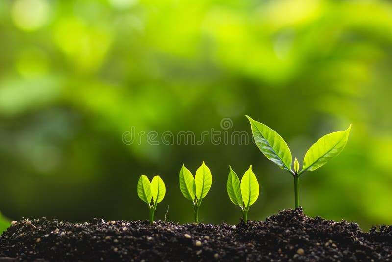 Gli alberi crescenti di piantagione di alberi del capo degli alberi conservano il concetto del mondo immagini stock Gli alberi crescenti di piantagione di alberi del capo degli alberi conservano il concetto del mondo immagini stock
