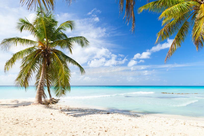 Gli alberi del cocco si sviluppano sulla spiaggia sabbiosa bianca immagini stock libere da diritti Gli alberi del cocco si sviluppano sulla spiaggia sabbiosa bianca immagini stock libere da diritti