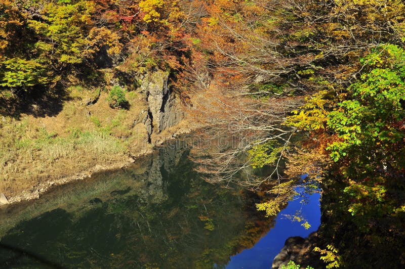 Gli alberi di autunno hanno riflesso nel fiume di Tonegawa
