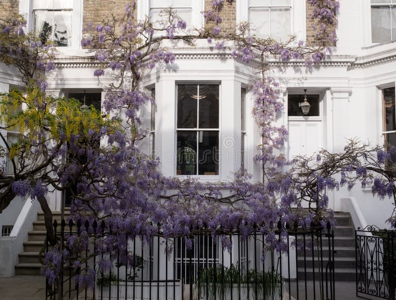 Gli alberi di maggiociondolo e di glicine in piena fioritura che cresce fuori di un bianco hanno dipinto la casa in Kensington Lo fotografia stock libera da diritti Gli alberi di maggiociondolo e di glicine in piena fioritura che cresce fuori di un bianco hanno dipinto la casa in Kensington Lo fotografia stock libera da diritti