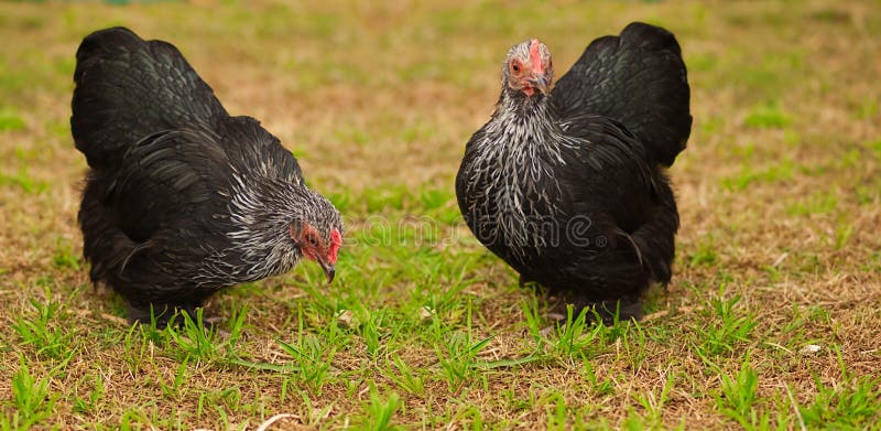 Gli animali vivi liberano le galline del bantam del pollo dell'intervallo fotografie stock libere da diritti Gli animali vivi liberano le galline del bantam del pollo dell'intervallo fotografie stock libere da diritti