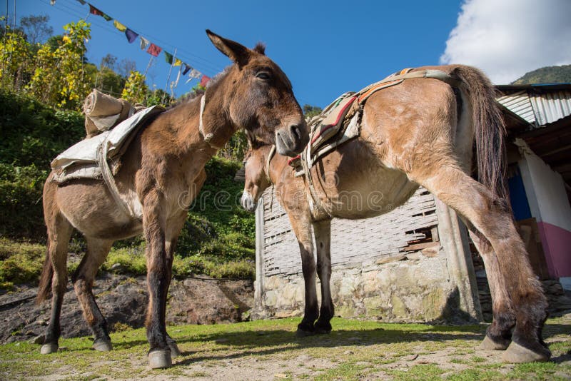 Gli asini di Brown si rilassano dopo il villaggio lavorato duro di Chomrong, Nepal immagine stock Gli asini di Brown si rilassano dopo il villaggio lavorato duro di Chomrong, Nepal immagine stock