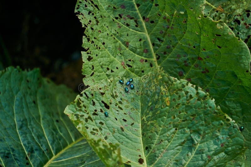 Gli insetti verdi parassiti delle pulci mangiano foglie di piante