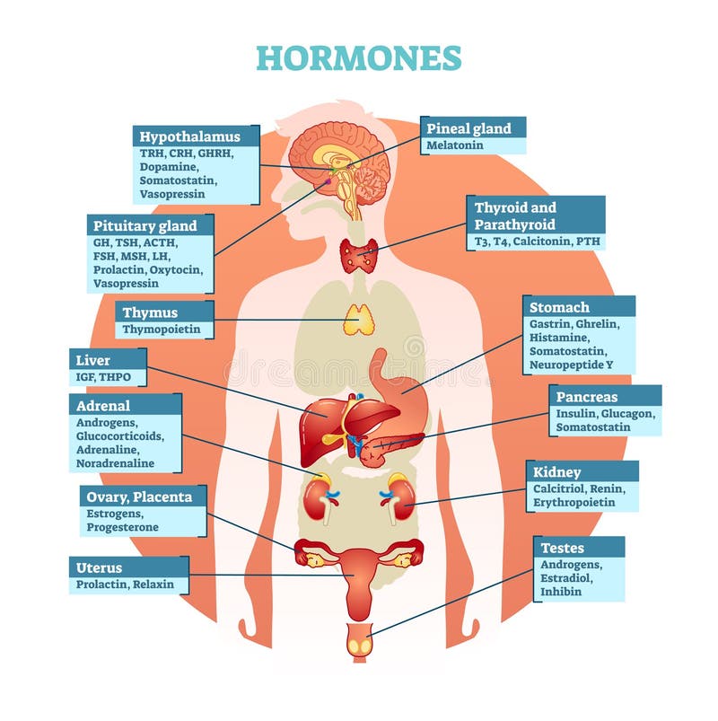 Gli ormoni del corpo umano vector il diagramma dell'illustrazione, raccolta dell'organo umano Informazioni mediche educative royalty illustrazione gratis Gli ormoni del corpo umano vector il diagramma dell'illustrazione, raccolta dell'organo umano Informazioni mediche educative royalty illustrazione gratis