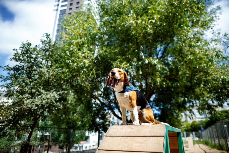 Gli sbadigli del cane del cane da lepre fotografia stock Gli sbadigli del cane del cane da lepre fotografia stock