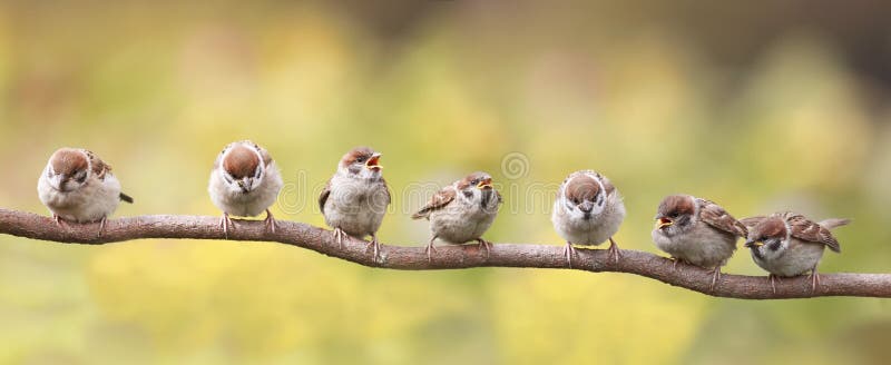 gli uccelli che si siedono su un ramo divertente hanno aperto i loro becchi in attesa dei genitori