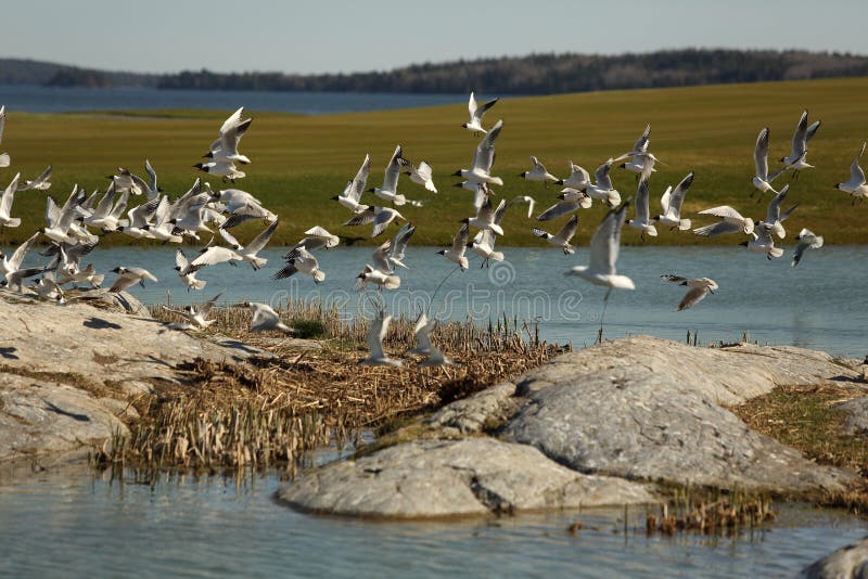 Gli uccelli sorvolano il campo da golf immagini stock libere da diritti Gli uccelli sorvolano il campo da golf immagini stock libere da diritti