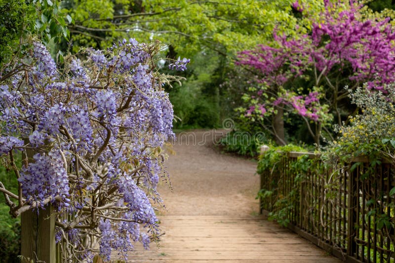 Glicine fiorite porpora che scavalcano un ponte al RHS Wisley, giardino della societ? orticola reale, Surrey, Regno Unito della n fotografia stock libera da diritti Glicine fiorite porpora che scavalcano un ponte al RHS Wisley, giardino della societ? orticola reale, Surrey, Regno Unito della n fotografia stock libera da diritti