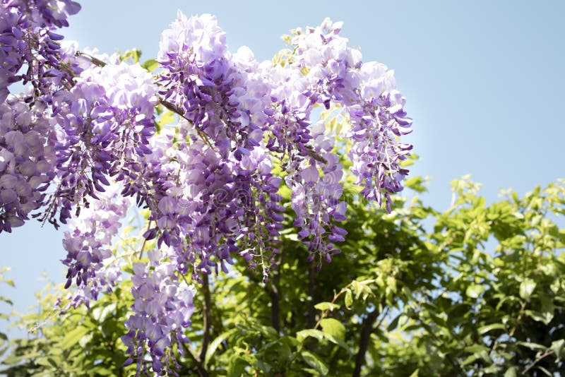 Glicinia Una Hermosa Planta Trepadora Con Flores Púrpura Y Blanco. Imagen  de archivo - Imagen de flores, rosa: 215453527