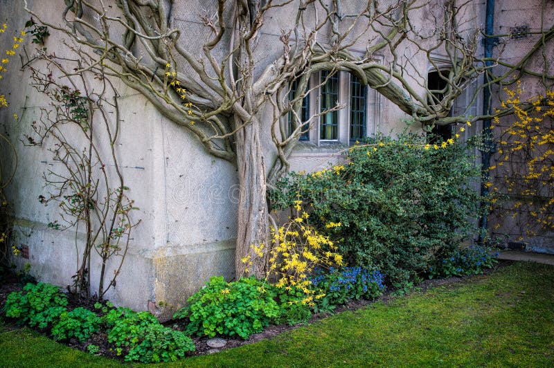 A wisteria vine growing against a wall in spring. Photo taken at Packwood house in Warwickshire, England. A wisteria vine growing against a wall in spring. Photo taken at Packwood house in Warwickshire, England