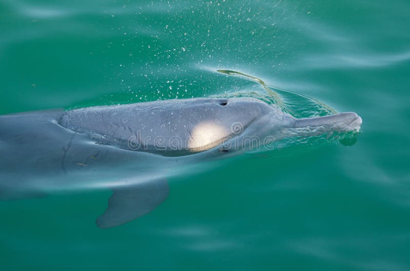 Gliding dolphin