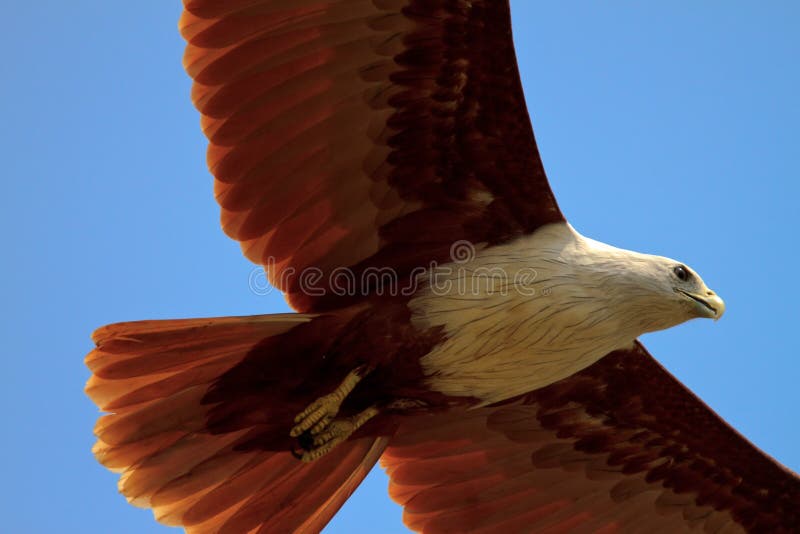 Closeup of a gliding eagle looking for prey