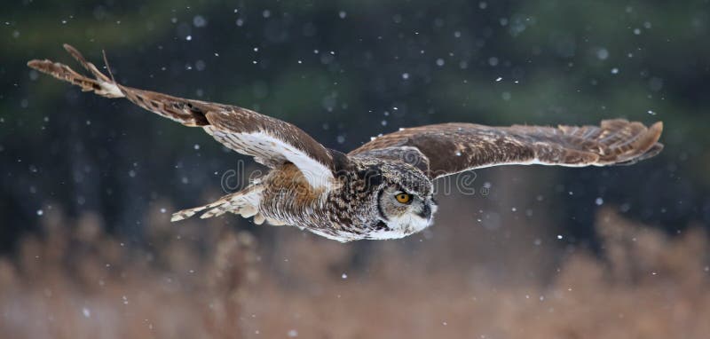 El gran con cuernos búho (fumar) vuelo sin motor través de el aire con nieve descendente en.