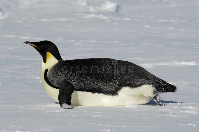 Gliding penguin