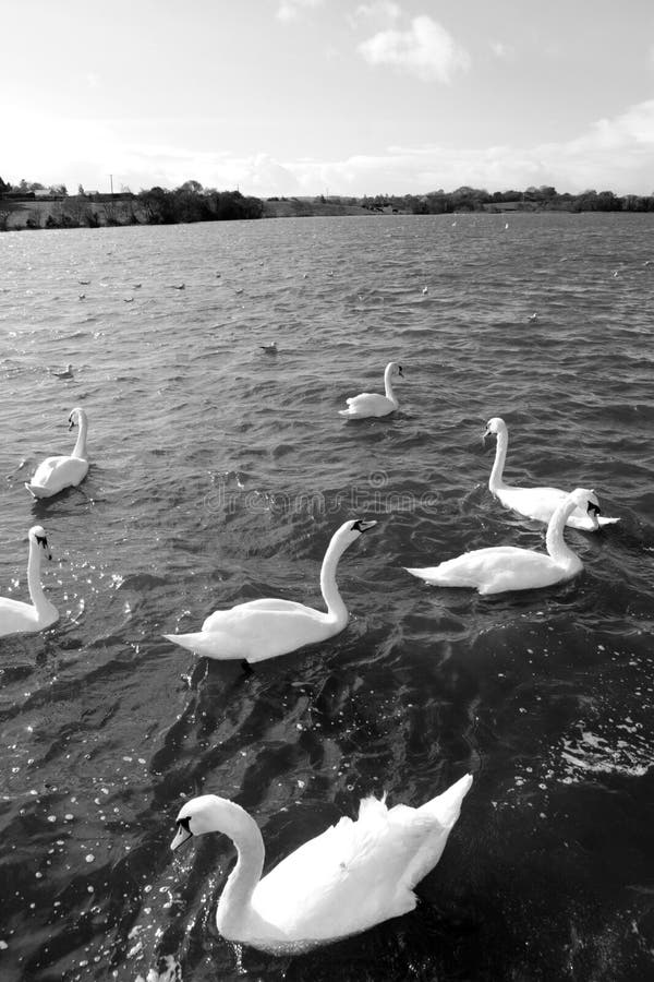 Gliding white swans