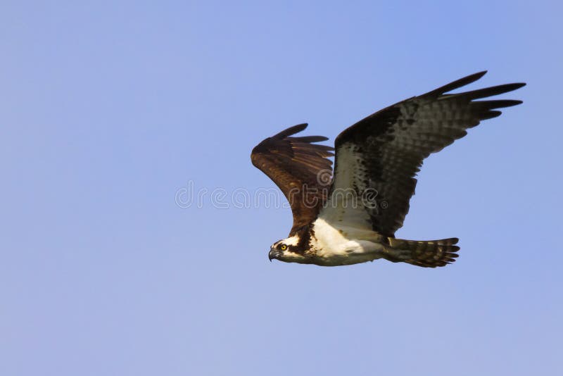 Glissement d'Osprey photos stock Glissement d'Osprey photos stock