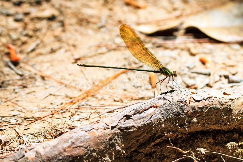 Glistening Demoiselle