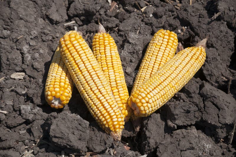 Global Warming and Food Crisis, Corn Field Stock Image Image of basic
