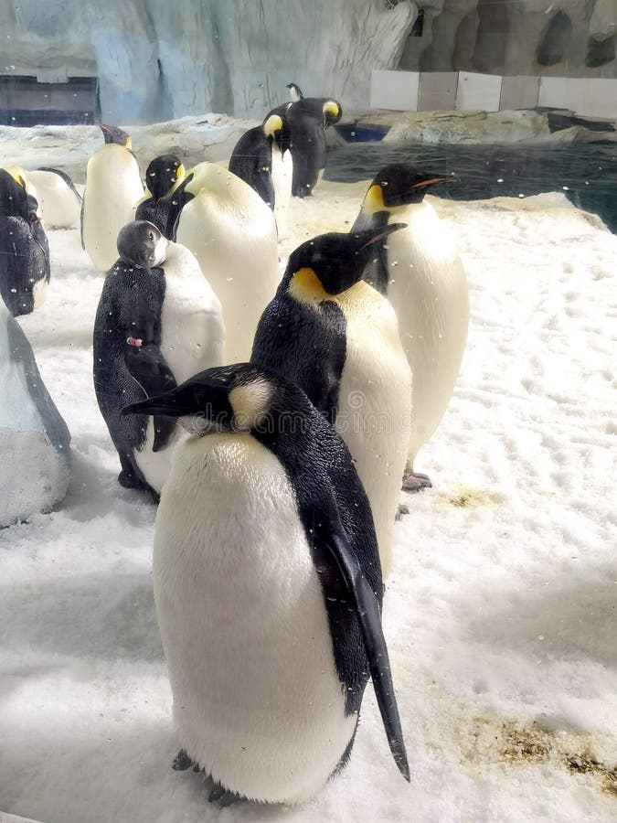 Globale Erwärmung Eisberg größere Bucht Porzellan zhuhai hengqin chimelong magellanische Pinguine Hotel Kaiser Pinguin Schwimmmeer. Größere bucht china zhuhai hengqin chimelong tauchen King Pinguin hotel Kaiser Pinguine schwimmen ozeanisches Königreich Zirkus Themenpark. Die Gäste können die magellanischen Pinguine des Restaurants durch eine riesige Fensterwand bewundern. In den Geschäften gibt es viele Pinguine zum Verkauf.