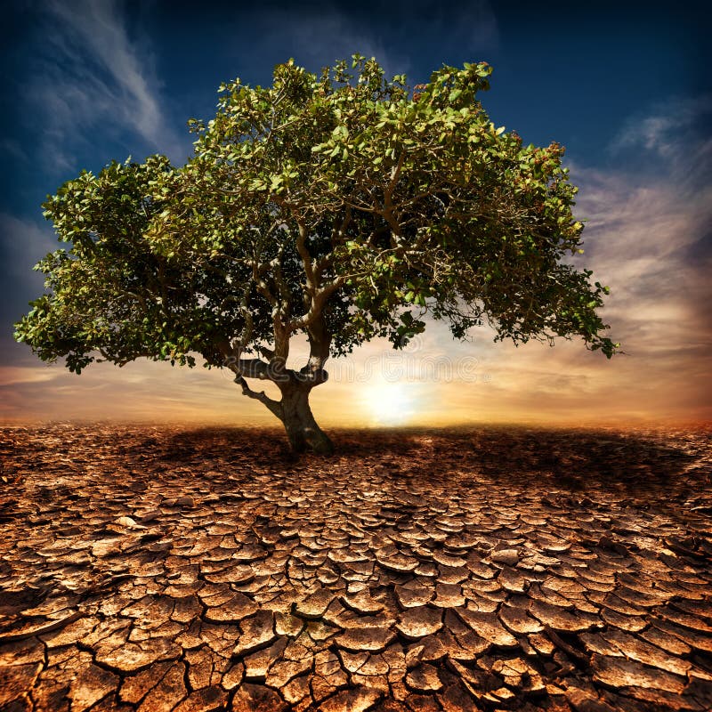 Global warming concept. Lonely green tree under dramatic evening sunset sky at drought cracked desert landscape. Global warming concept. Lonely green tree under dramatic evening sunset sky at drought cracked desert landscape