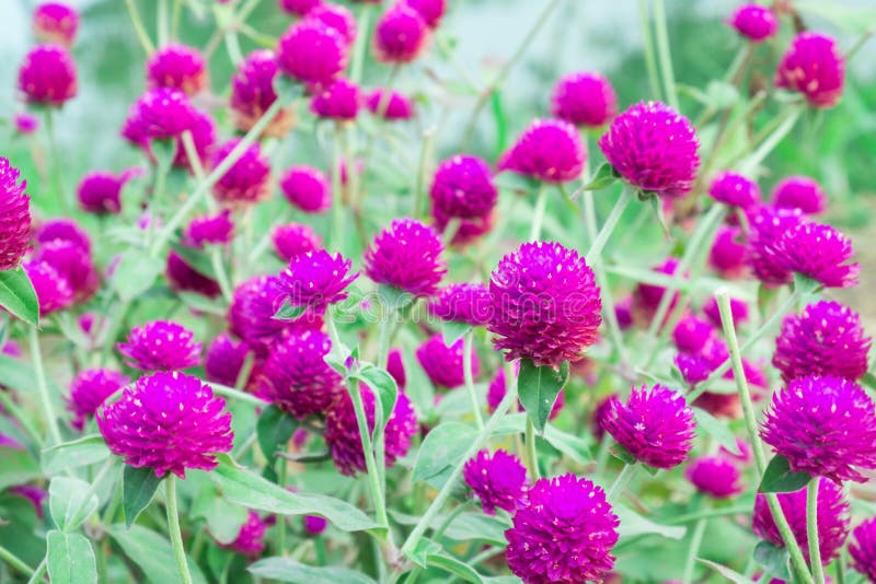 Globe amaranth Flower stock image. Image of close, field 72914571