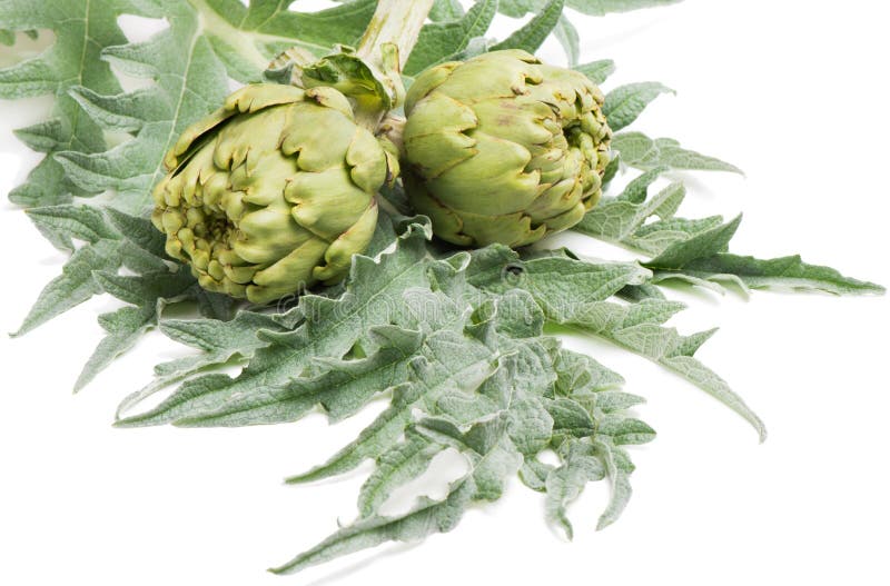 Globe artichoke (Cynara cardunculus) with leaves