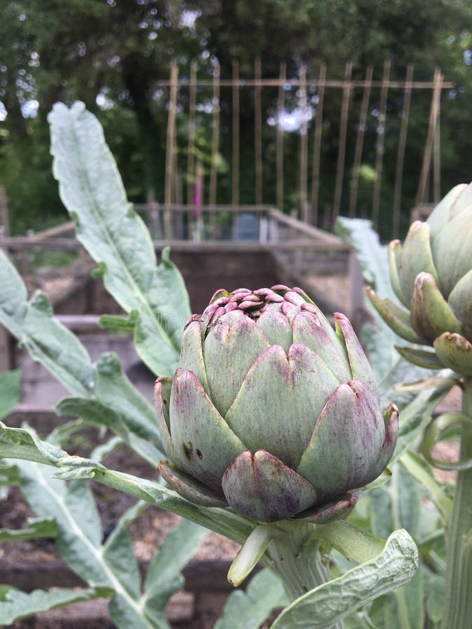 Globe Artichoke Plant, Cynara Scolymus, Flower Bud Stock Image Image