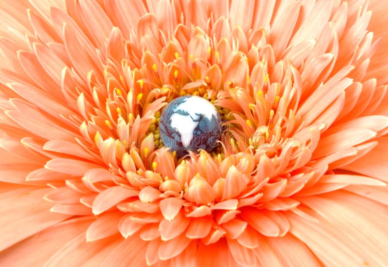 Globe blooming in flower stock photo. Image of sphere 34803752
