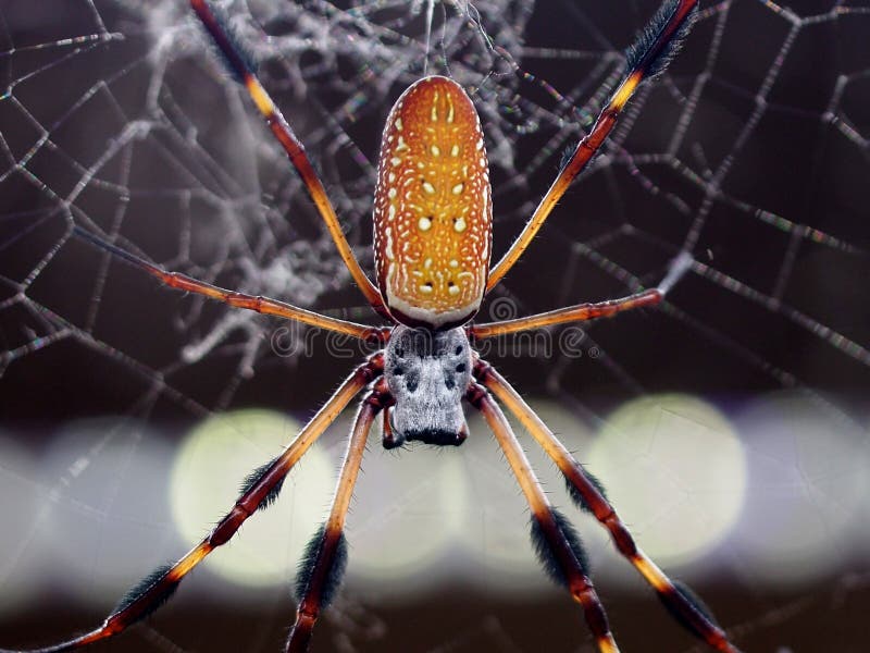 Globe en soie d'or Weaver Or Nephila Clavipes images libres de droits Globe en soie d'or Weaver Or Nephila Clavipes images libres de droits