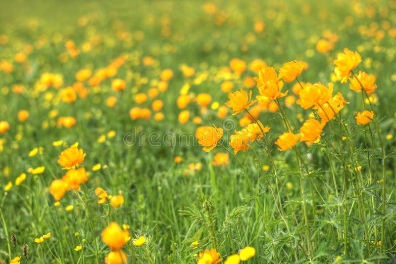 Globe-flowers field