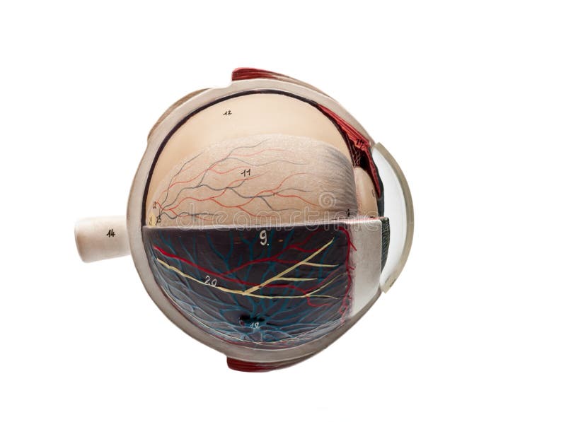 Globe oculaire humain image libre de droits Globe oculaire humain image libre de droits