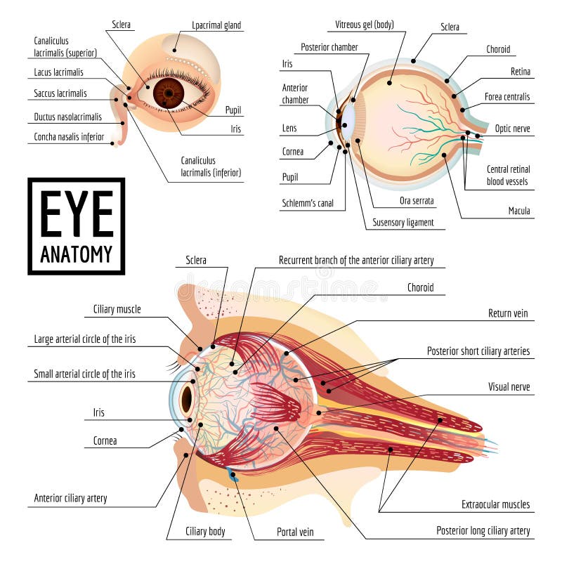 Globe oculaire infographic, style de bande dessinée illustration stock Globe oculaire infographic, style de bande dessinée illustration stock