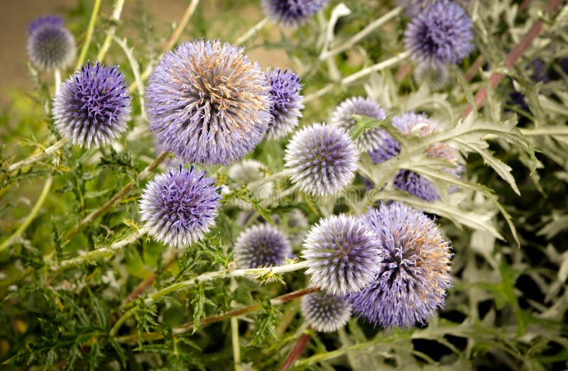 Globe thistle. Echinops ritro ruthenicus commonly known as Globe thistle royalty free stock photos