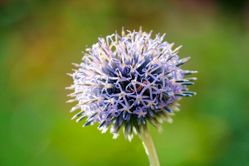 Globe Thistle Flower stock image. Image of plant, summer 201493255
