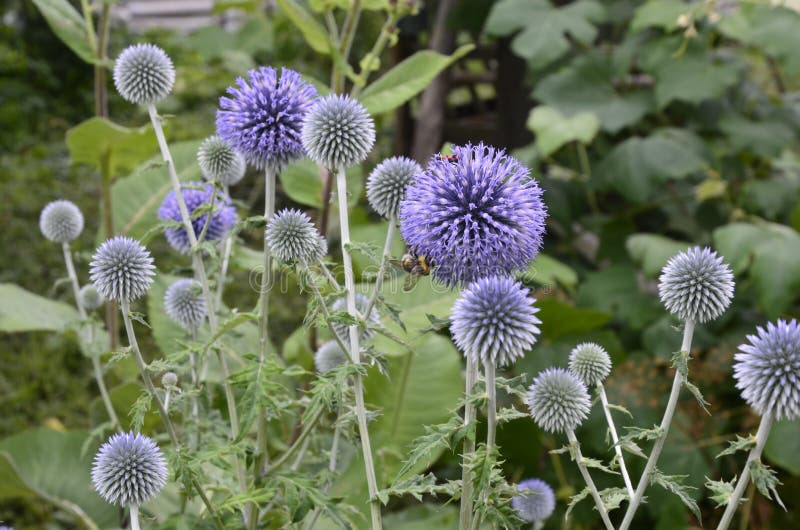 Globe Thistle Thornbush Flower Head.Bumblebee pollinating blue spherical flower head of Echinops commonly known as globe thistles