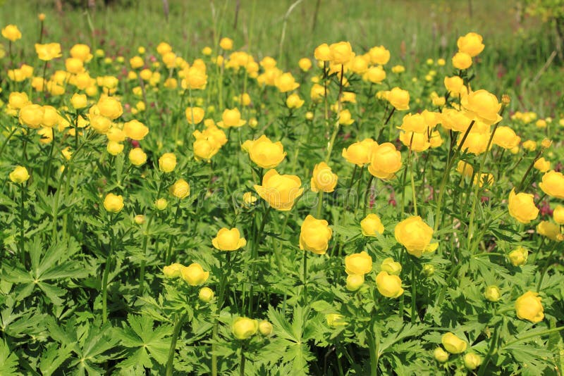 Globeflower