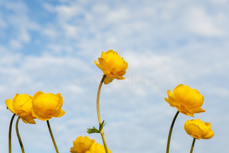 Globeflower, Trollius europaeus zdjęcia stock Globeflower, Trollius europaeus zdjęcia stock