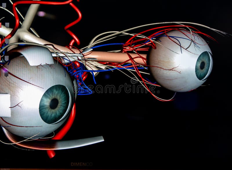 Globes oculaires de pointe image libre de droits Globes oculaires de pointe image libre de droits
