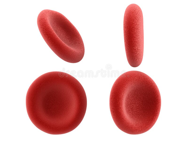 Globules rouges d'isolement sur le blanc image libre de droits Globules rouges d'isolement sur le blanc image libre de droits