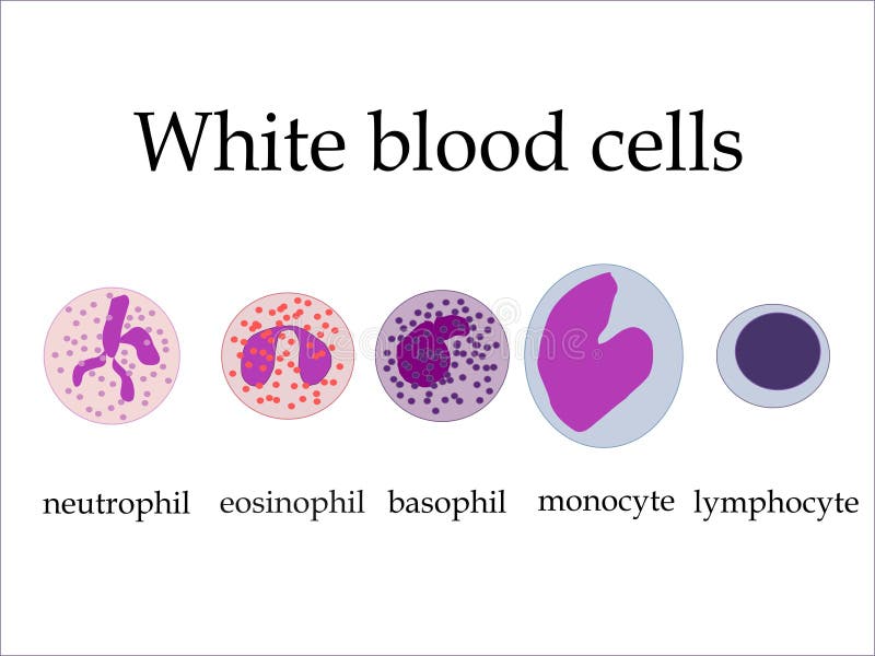 Globules sanguins blancs