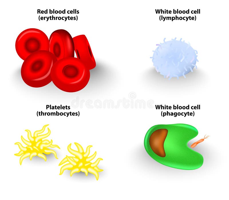 Globules sanguins. Vecteur
