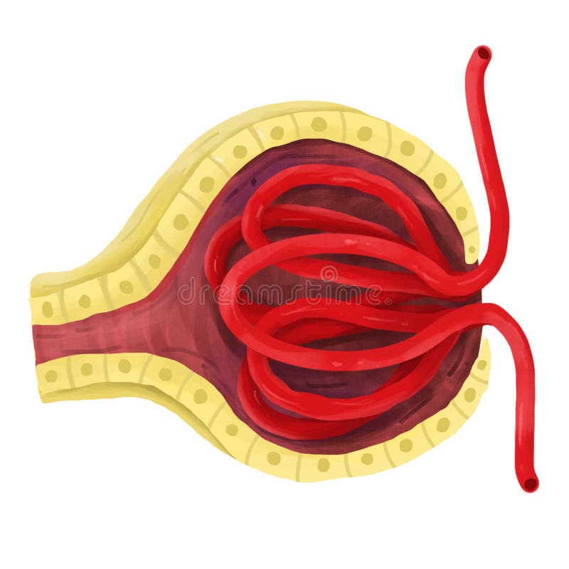 The Glomerulus at of a Nephron in the Kidney. Stock Illustration